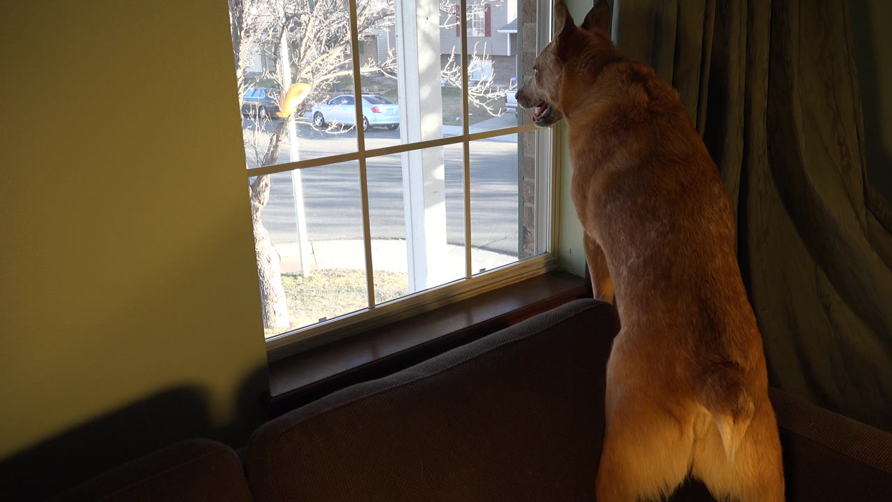 Large tan dog standing at a window and looking outside.