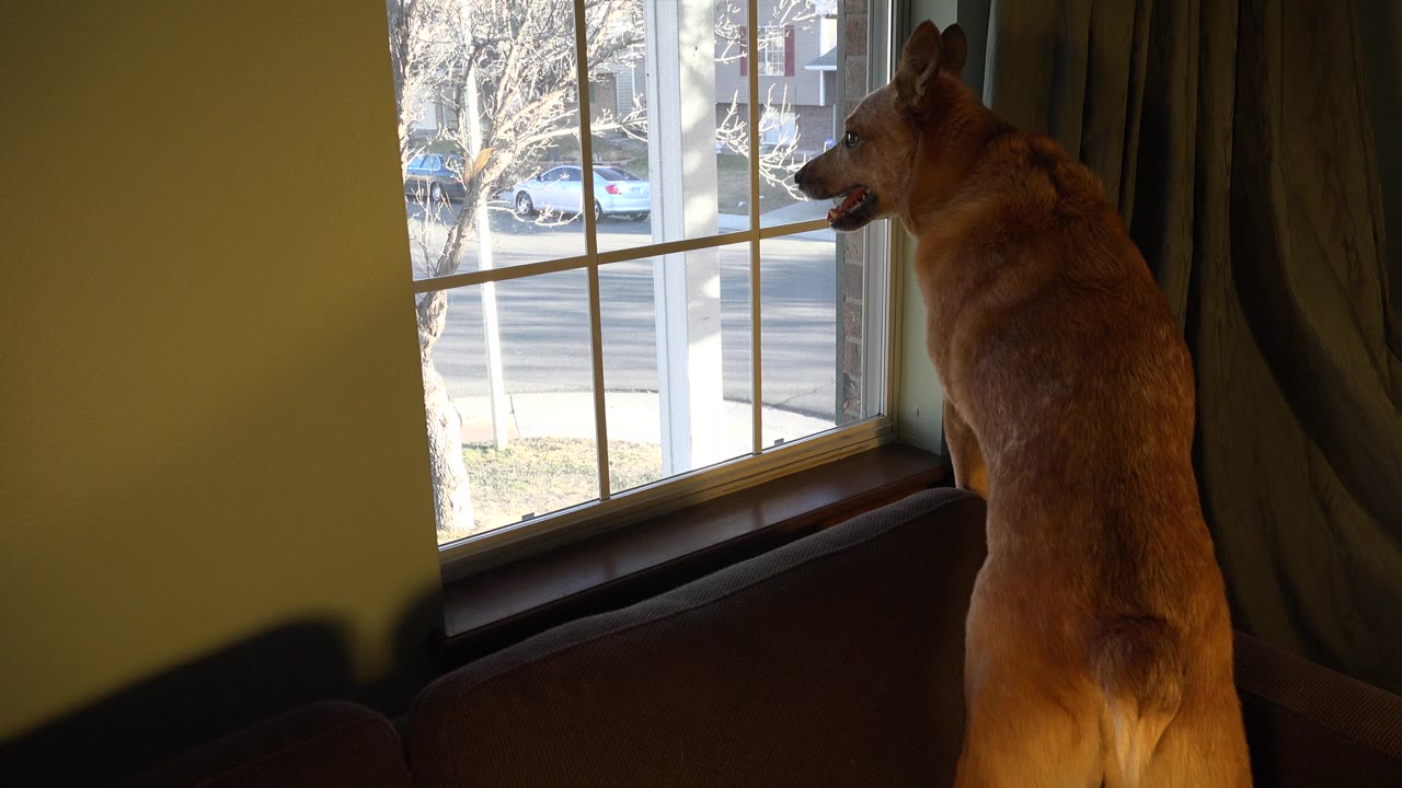 German Shepherd standing on a couch beside a bright window.