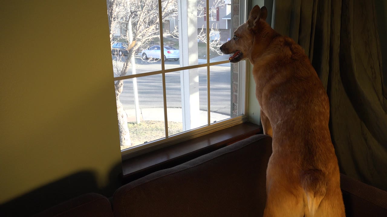 At 0:01, the dog remains upright on the couch near the window frame, with its head turned toward the outdoor street view and no visible people in the room.