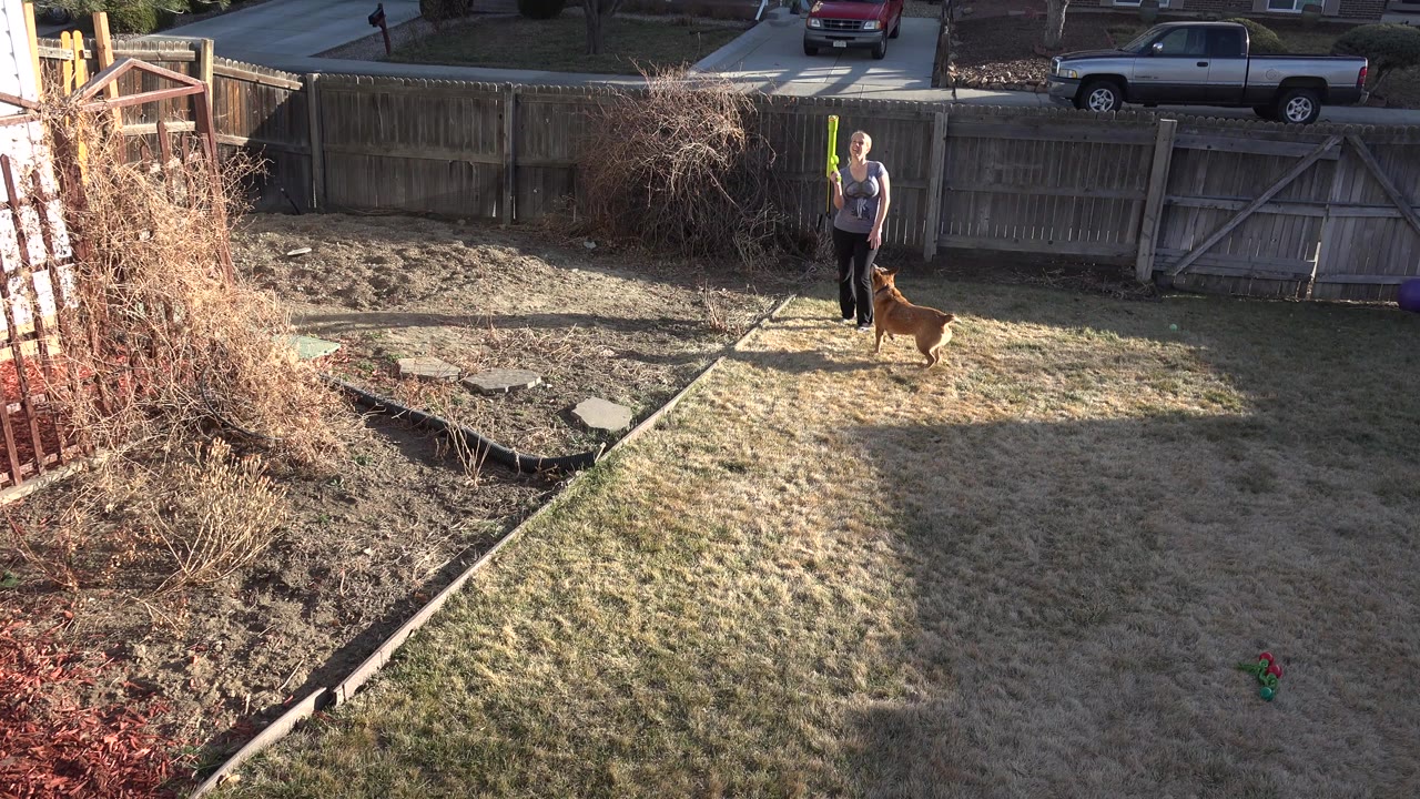 A person stands near a wooden fence in Westminster, Colorado, while a tan dog waits nearby on patchy grass under low sunlight.