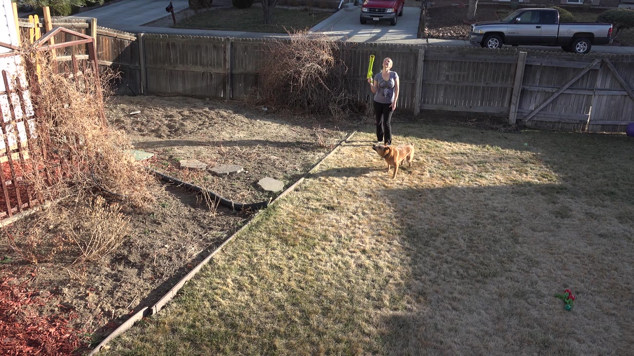 Dog runs across the backyard away from the person.