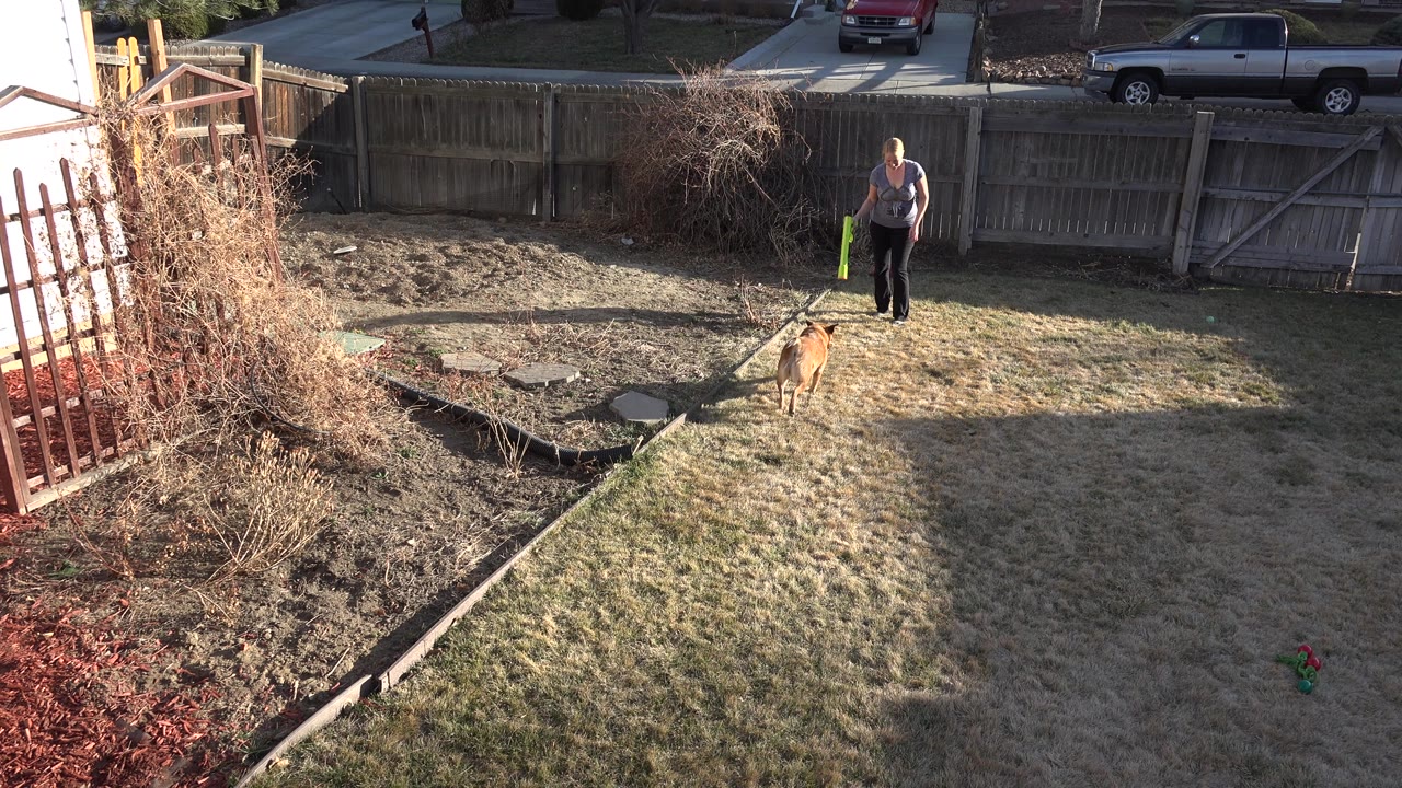 Woman and brown dog in a sunny fenced backyard.