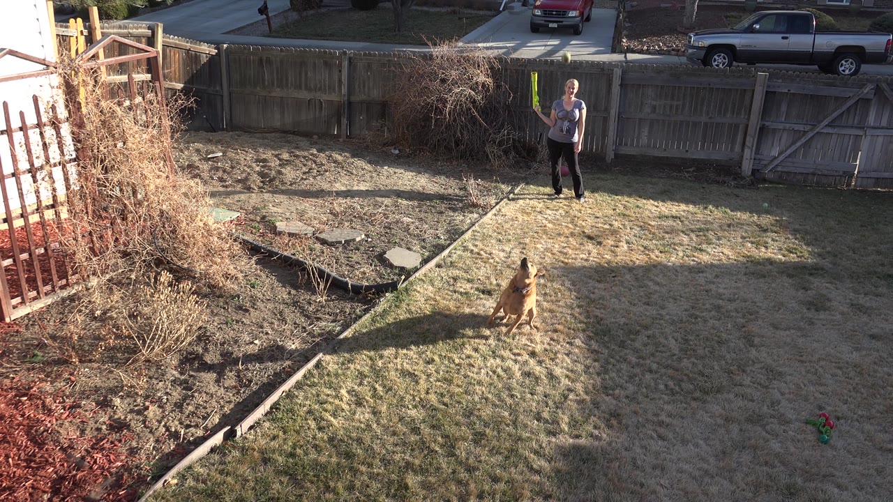 In Westminster, Colorado, a tan dog waits on patchy backyard grass while an adult stands near a wooden fence holding a bright green launcher.