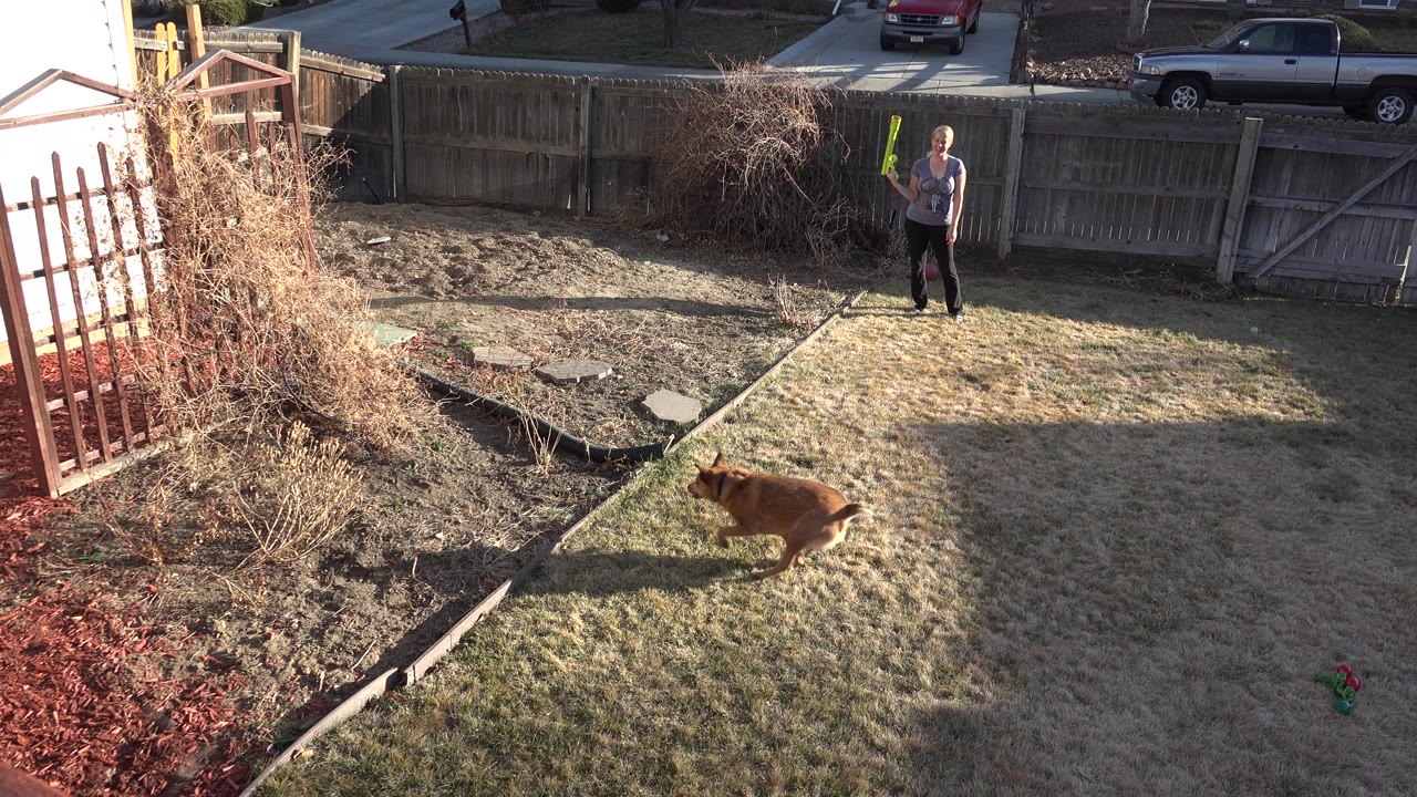 Dog running across the backyard while an adult stands near the fence.