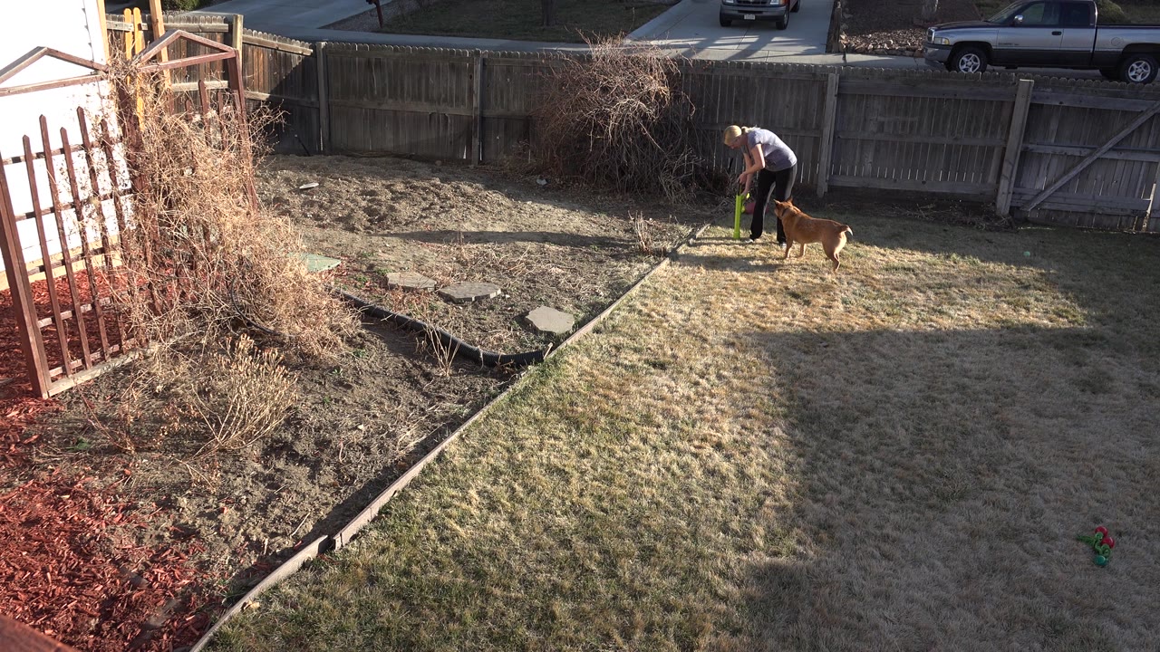 In Westminster, Colorado, a woman bends toward a green ball while a brown dog stands beside her on patchy grass near a wooden fence and bare garden bed.