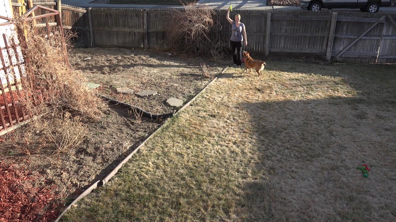 Adult woman and brown dog in a fenced backyard.