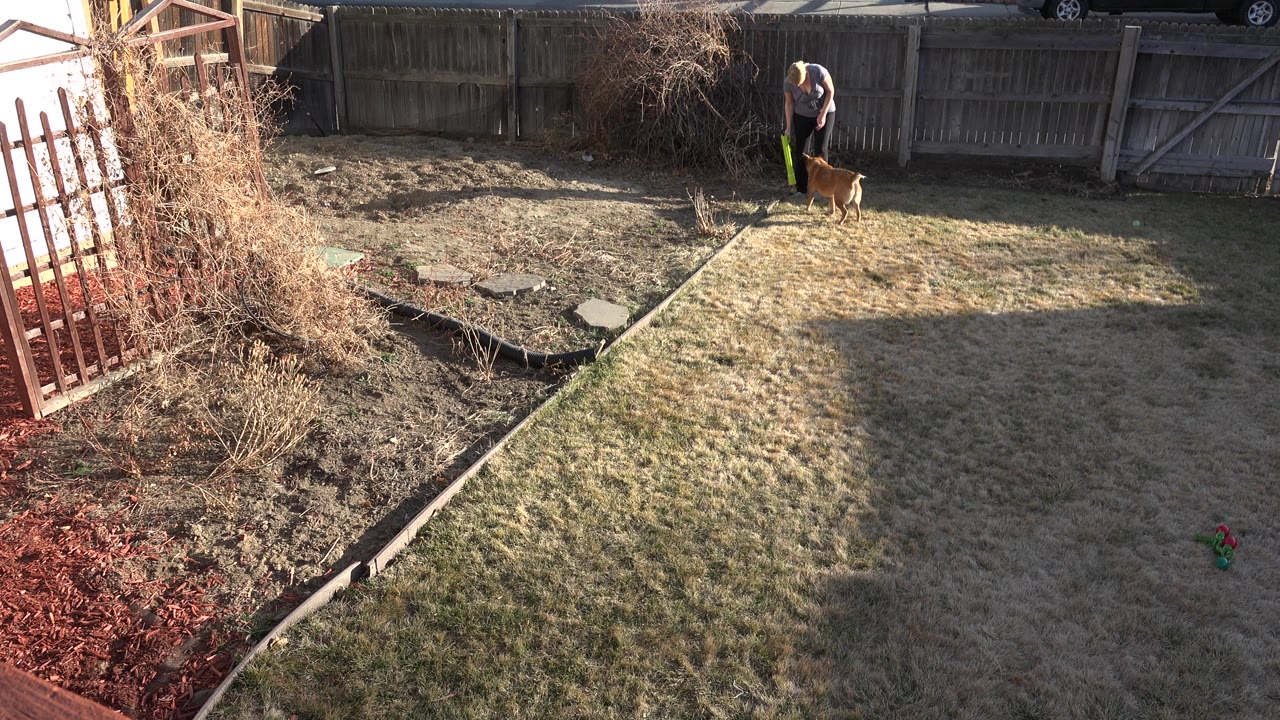 Brown dog and adult person near a wooden fence in a sunny backyard.
