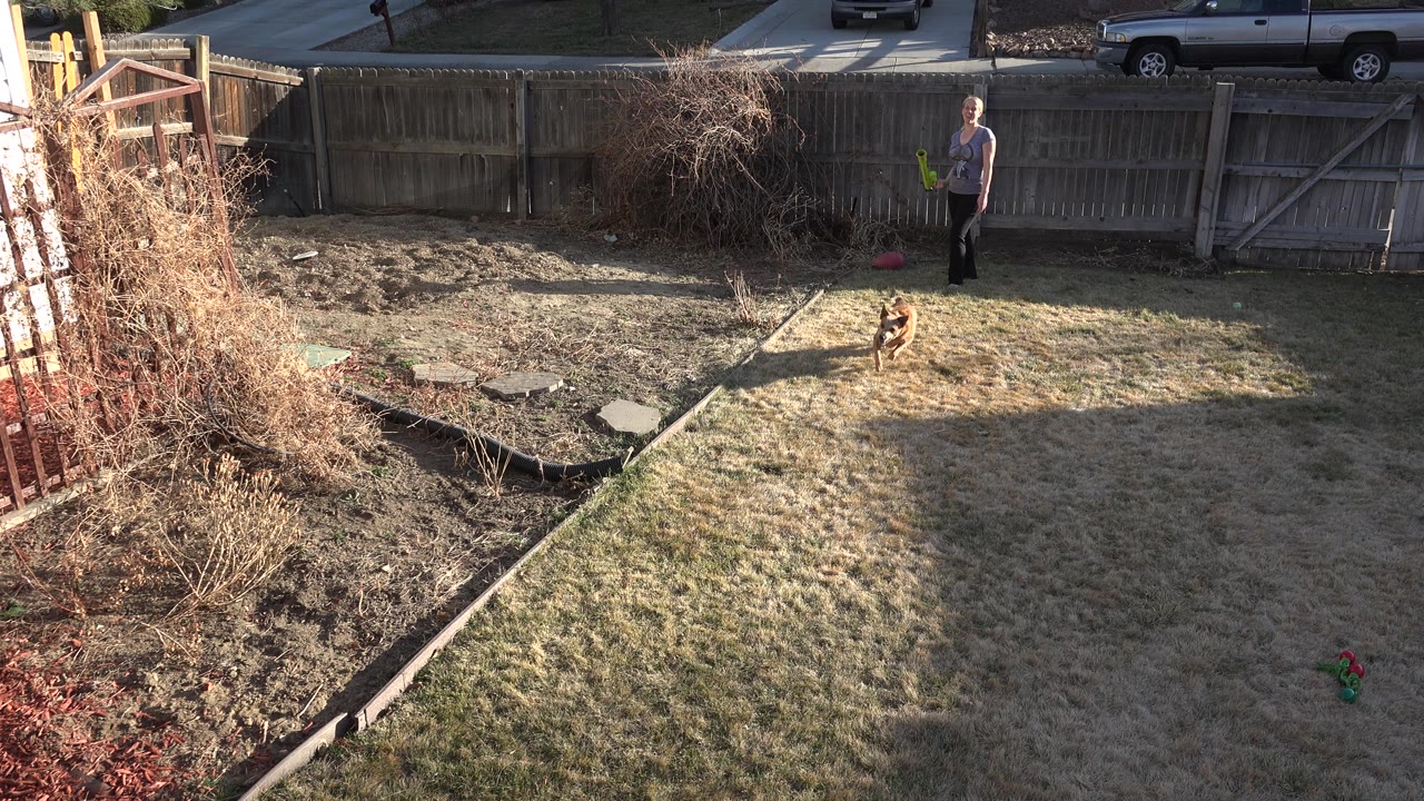 Brown dog in a fenced backyard near a distant standing adult.