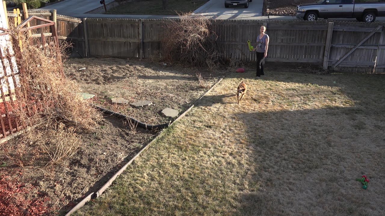 At 0:01 in Westminster, Colorado, the brown dog runs through the sunlit backyard with the adult still visible near the fence and parked vehicles beyond it.