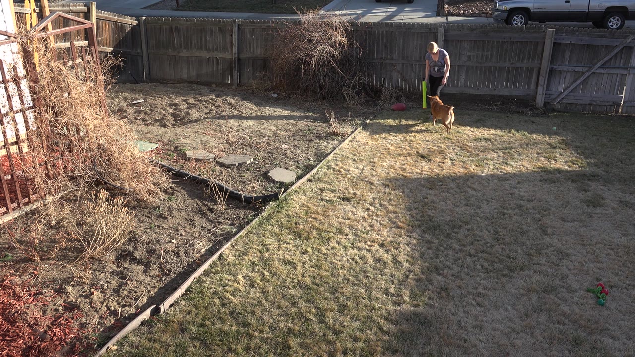 Adult owner and brown dog standing near a wooden backyard fence in low sun.