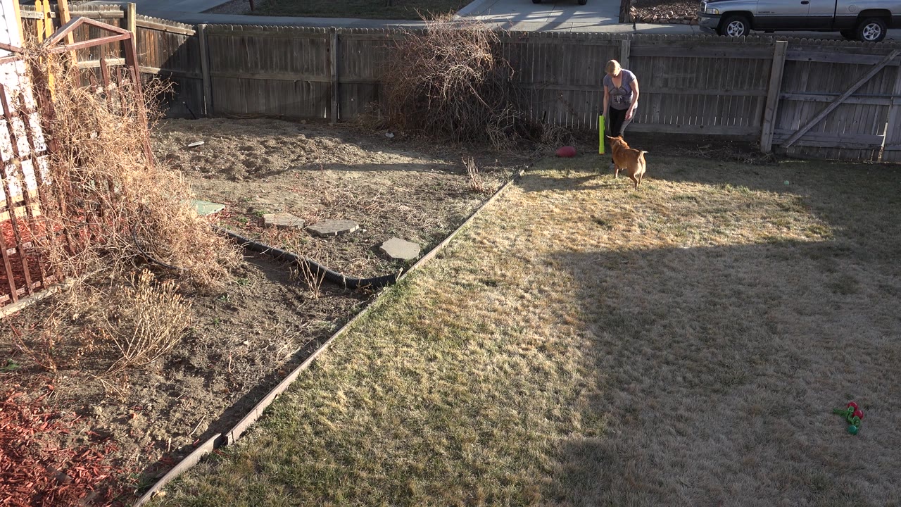 The Westminster backyard view shows the owner holding a bright green fetch object with the brown dog close by on the sunlit grass near the fence.