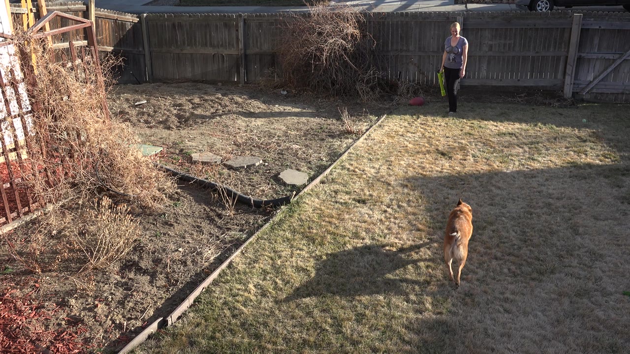 Brown dog runs across a dry backyard toward an adult by a fence.