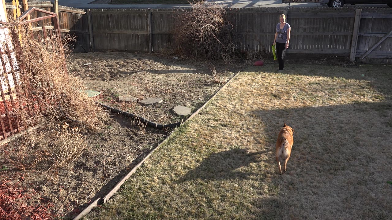 The dog moves farther up the dry lawn toward the adult at the back fence, with a bare planting area on the left and strong sunlight casting shadows across the yard.