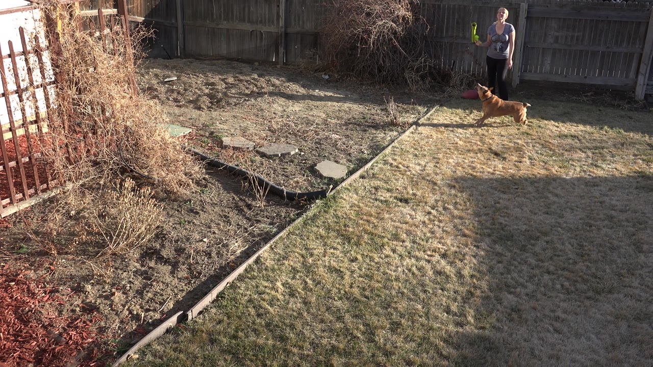 Woman standing by a fence as a tan dog runs across a backyard lawn.