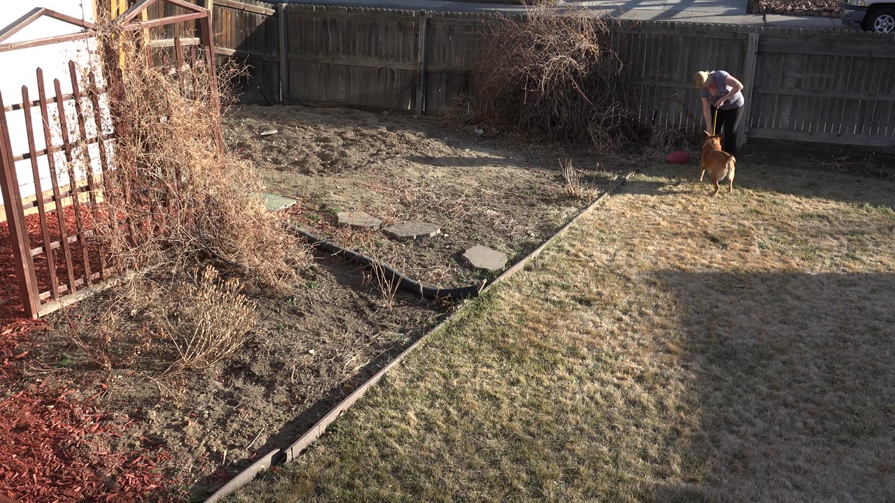 Adult man bends near a brown dog by a wooden fence in a Westminster, Colorado backyard with dry grass, bare beds, and low sun.