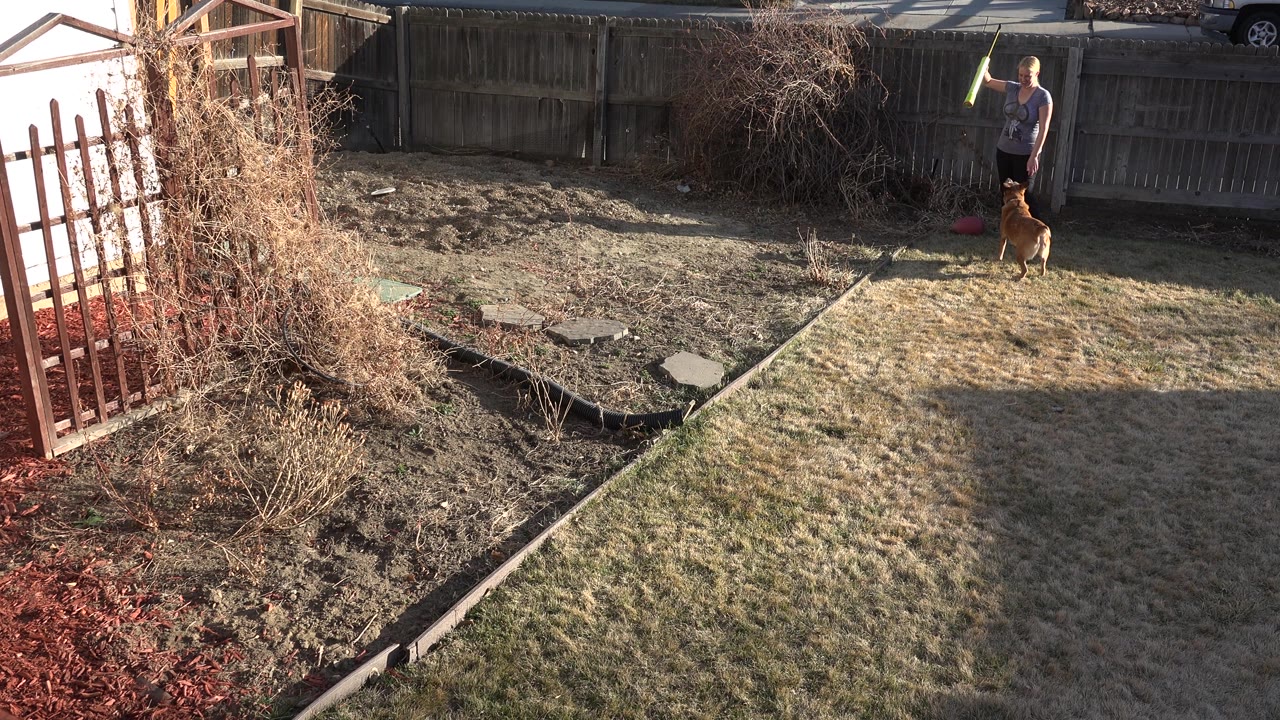Adult man stands by a fence holding a green launcher as the dog waits nearby.