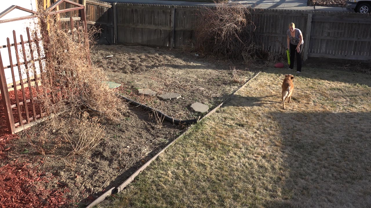 Woman and brown dog in a fenced backyard