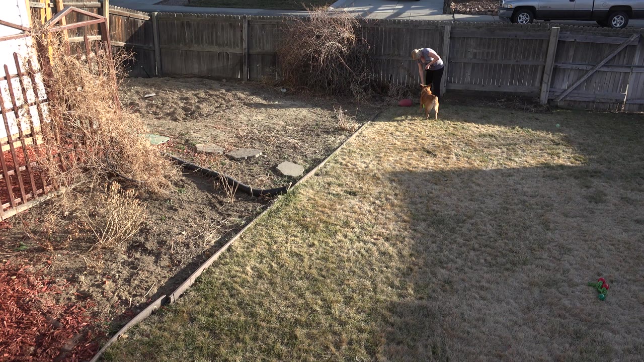 A golden retriever stands near a visible owner by the rear fence in a Westminster, Colorado backyard with dry grass, bare shrubs, and long sunlight across the lawn.