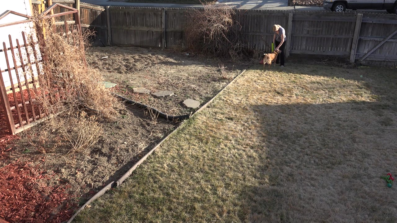 In a Westminster, Colorado backyard, a person stands near the wooden fence while a brown dog stays close by on the dry lawn.