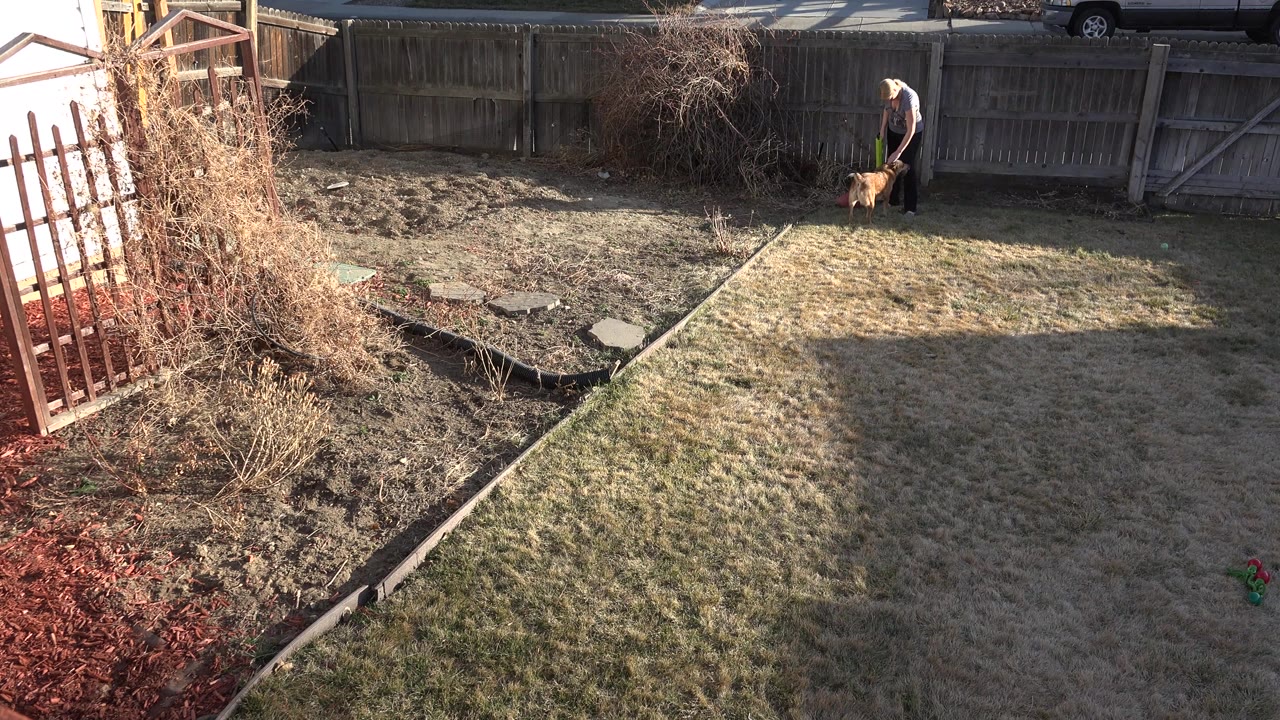 The backyard view holds on the person by the fence and the brown dog beside them, with bare vines and red mulch visible at the left edge.