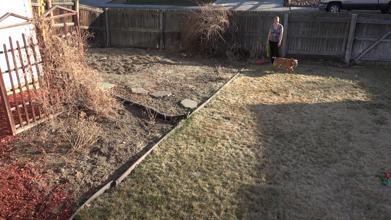 Brown dog crosses the right side of a sunlit backyard near a person by the fence.