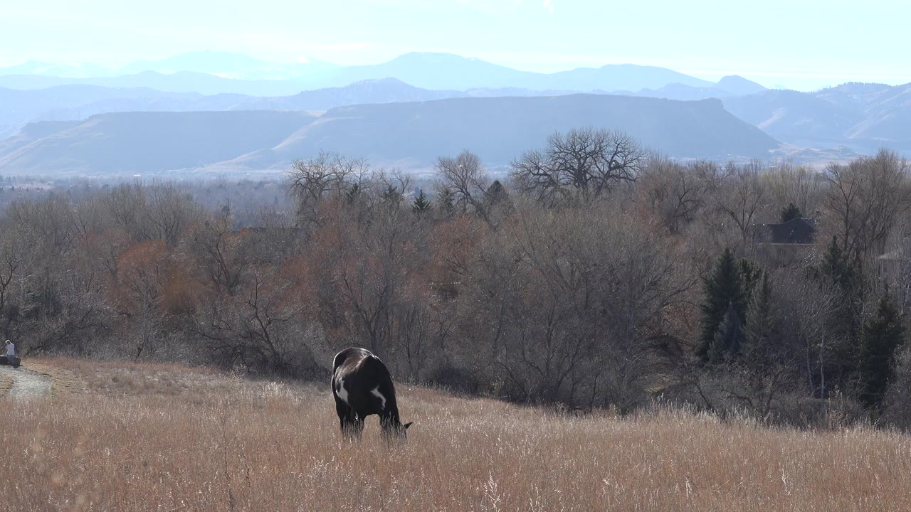 A dark horse bends to graze in a tan Arvada, Colorado field, with leafless trees, a winding road, distant mountain ridges, clear sky, and no visible people.