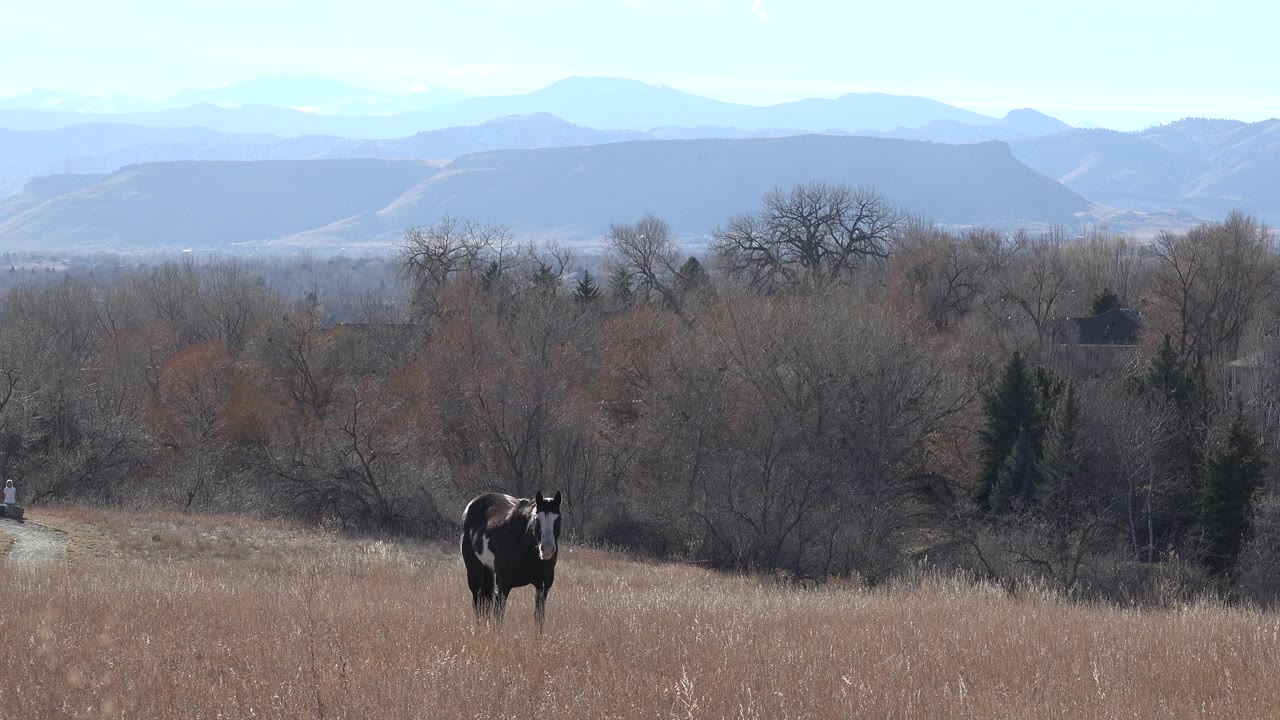 Black and white horse standing in dry grass with bare trees and distant hills.