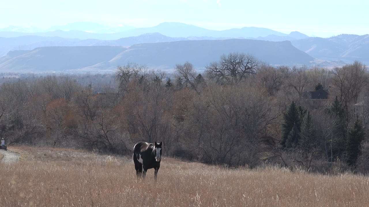 The horse faces forward from the lower center of a dry grass field in Arvada, Colorado, backed by leafless trees, a small road line, and hazy blue hills, with no visible people.