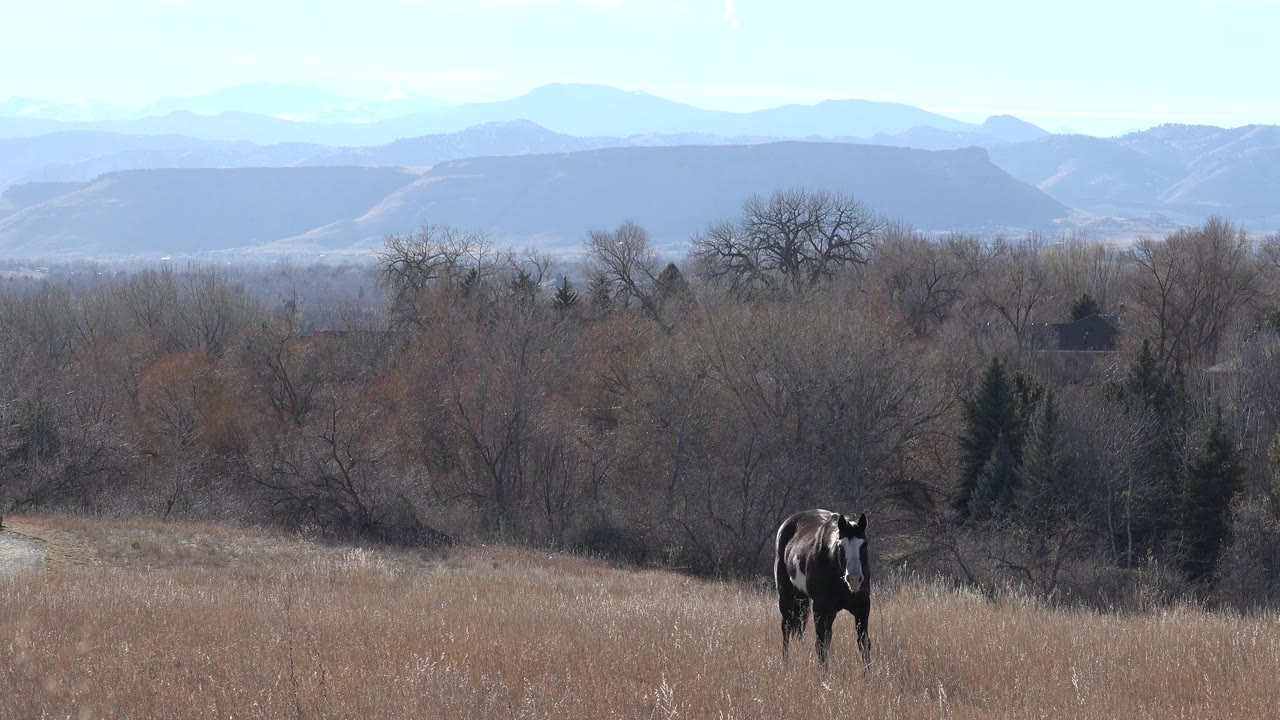 Dark horse in tall tan grass with bare trees and distant hills
