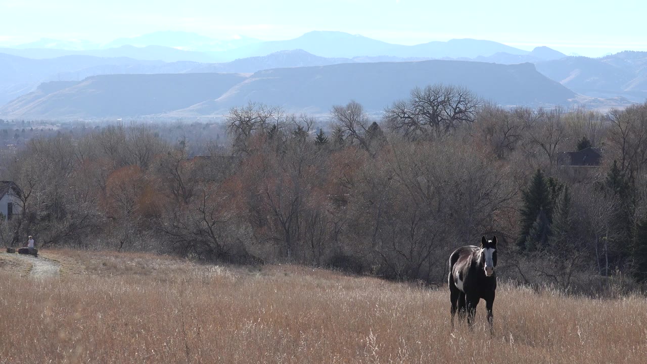 Lone dark horse standing in a dry meadow below bare trees and distant mountains.