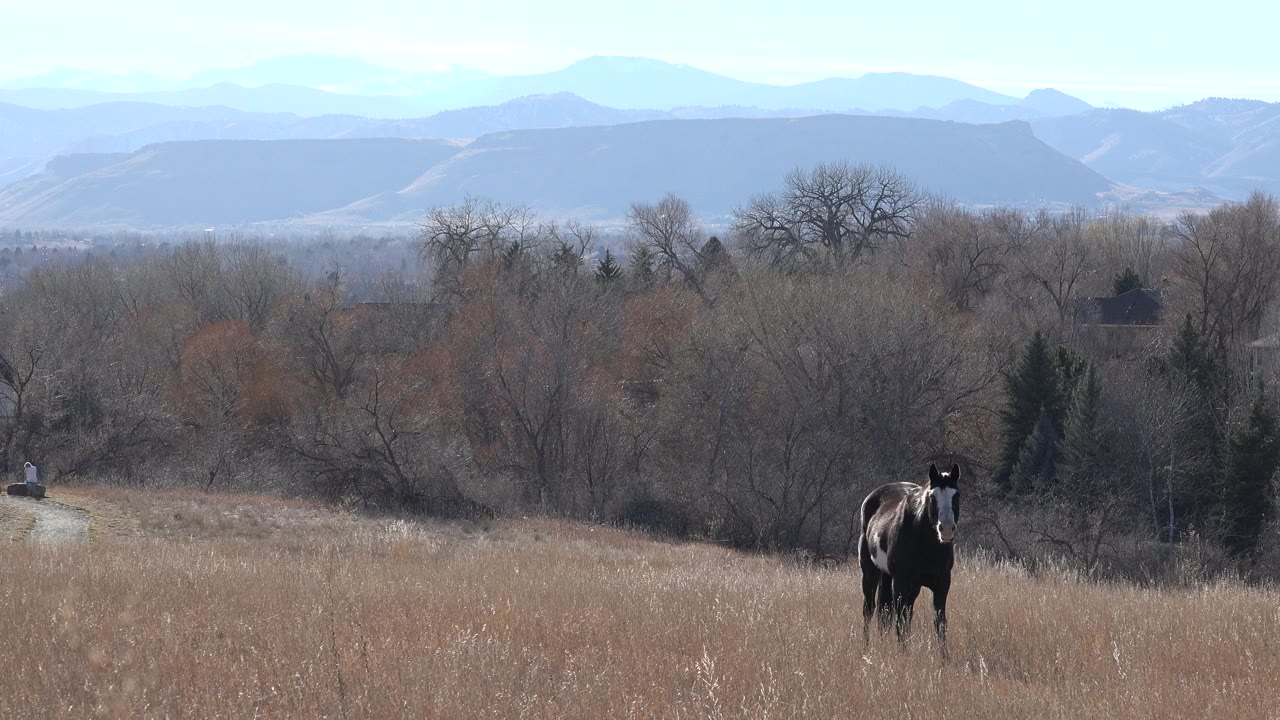 At 0:00, a dark brown horse faces the camera from a tan field in Arvada, Colorado, with bare trees and hazy blue foothills behind it, no visible people.