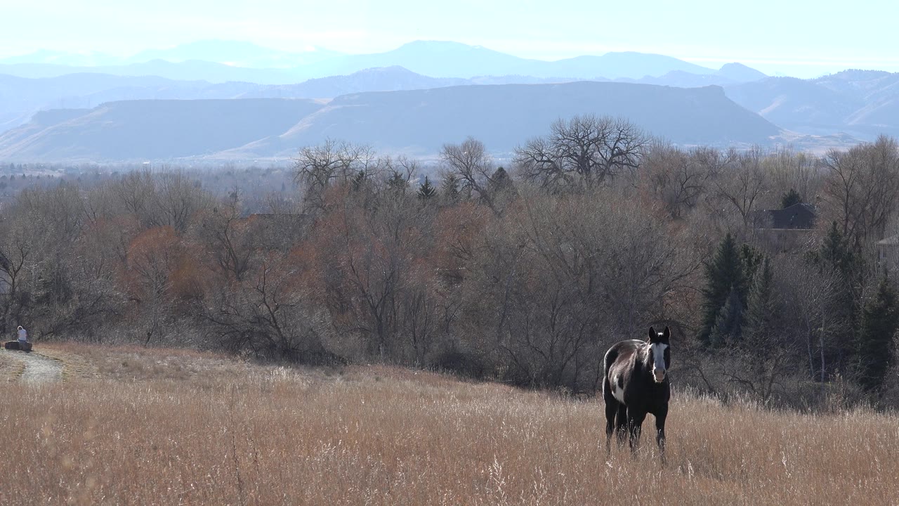 Brown horse in an open tan field with winter trees and mountains beyond.