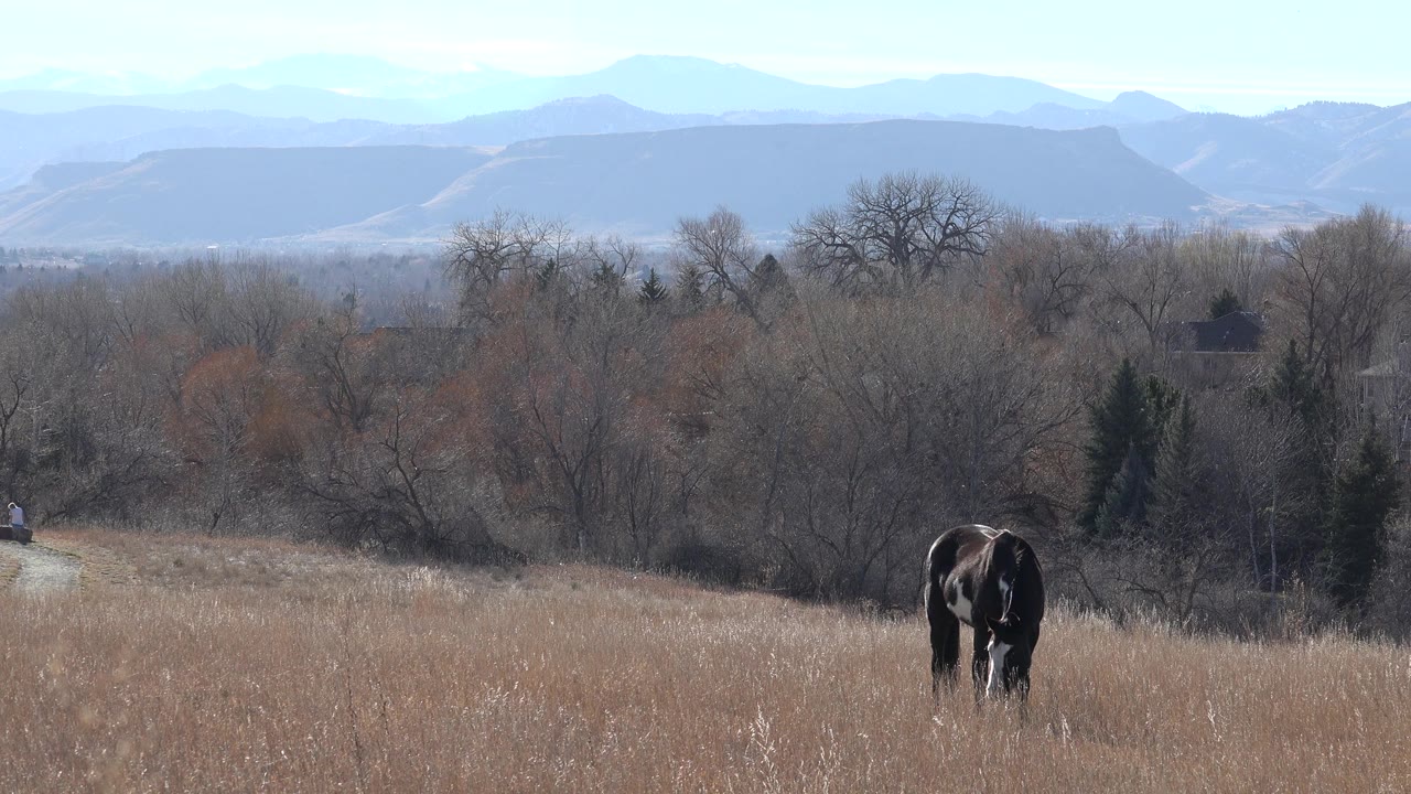 A dark animal stands partly turned in tan grass near Arvada, Colorado, with leafless trees and hazy mountains behind it, and no visible people.