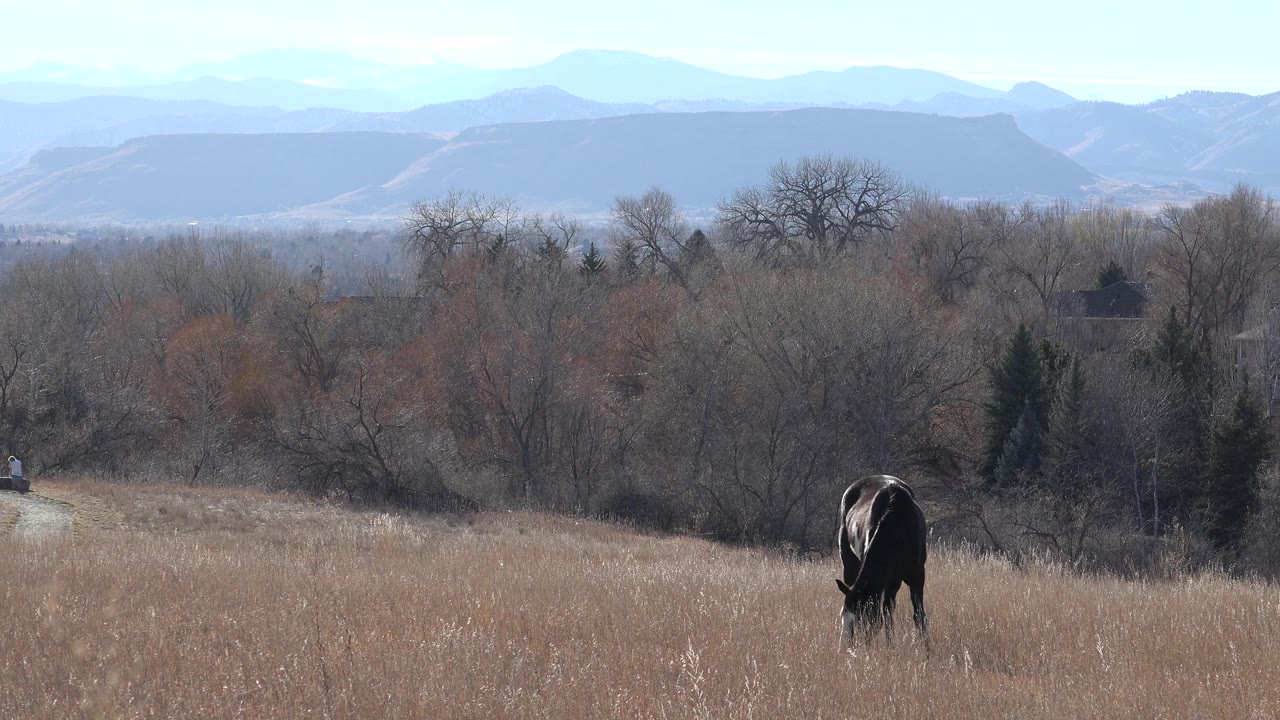Dark animal grazing at right side of dry grassy slope