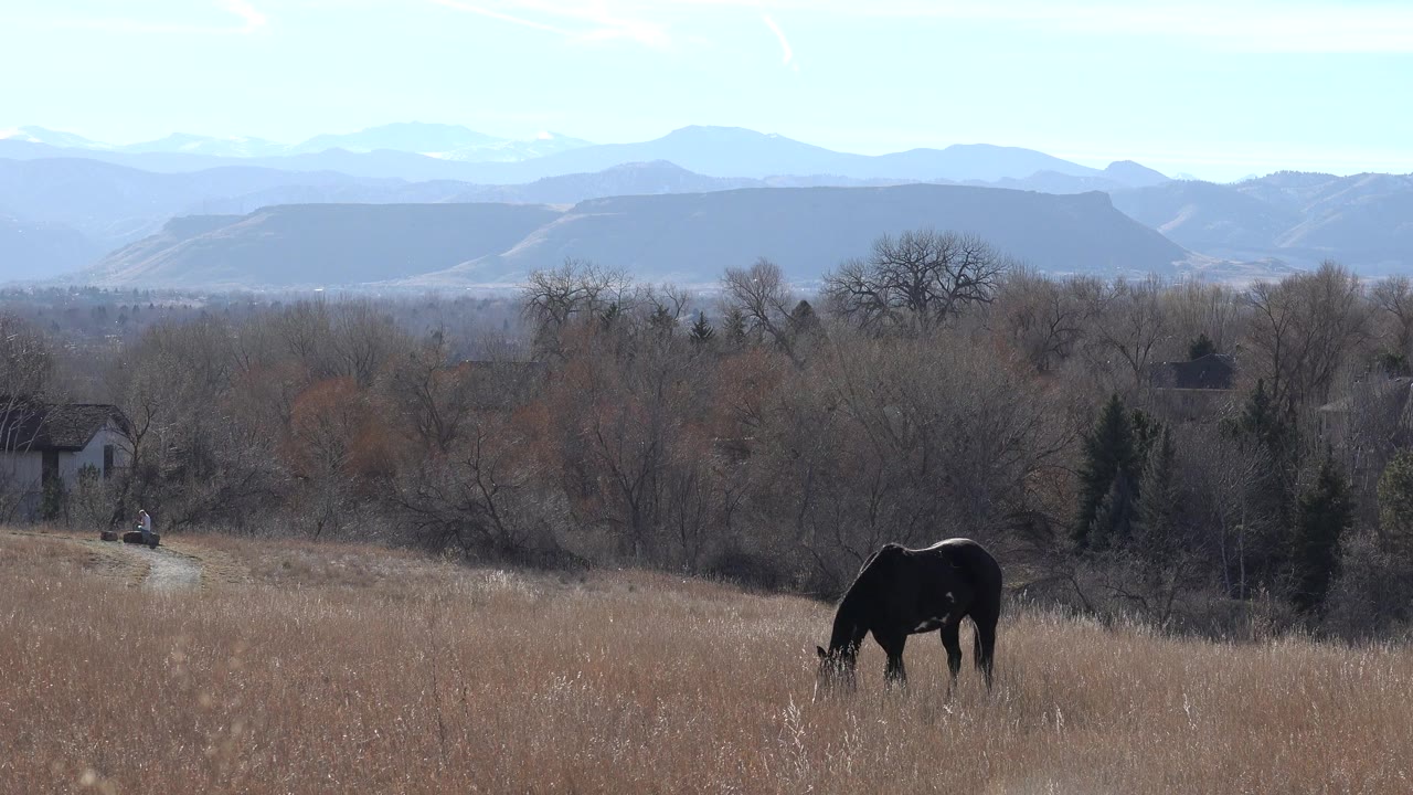 A dark horse grazes in a tan field in Arvada, Colorado, with leafless trees, rural buildings, hazy hills, and no visible people.