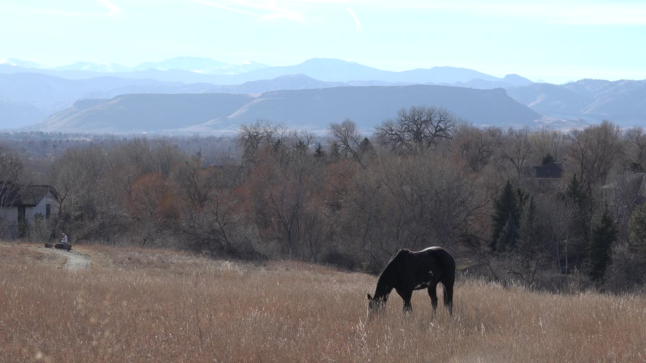 Grazing horse in a field with pale mountains in the distance