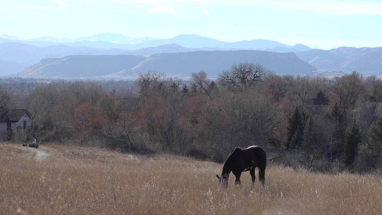 At the start of the Arvada, Colorado clip, a dark horse grazes low in tall dry grass with leafless trees, distant houses, blue mountains, and no visible people.