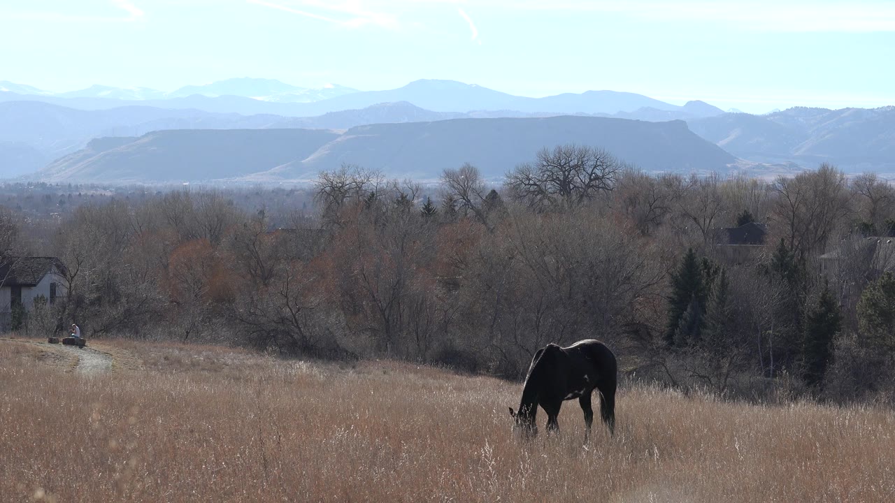 A dark horse grazes low in a sunlit Arvada, Colorado field, with bare trees, a distant house, pale mountain ridges, and no visible people.