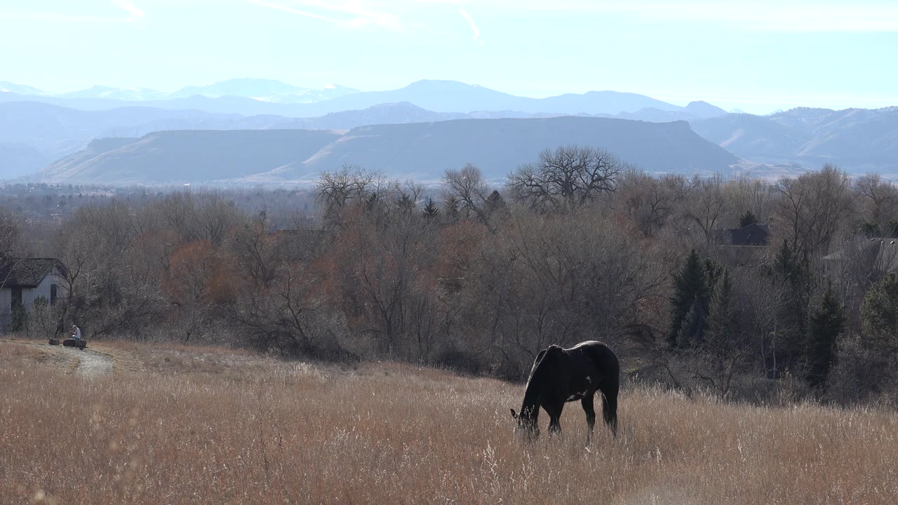 The horse remains head-down in the Arvada pasture, positioned slightly right of center with dry grass, winter-bare trees, a distant house, and no visible people.