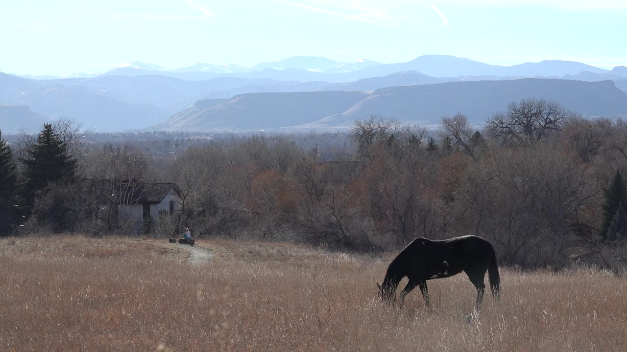 Dark horse grazing in a dry field with trees and mountains behind it.