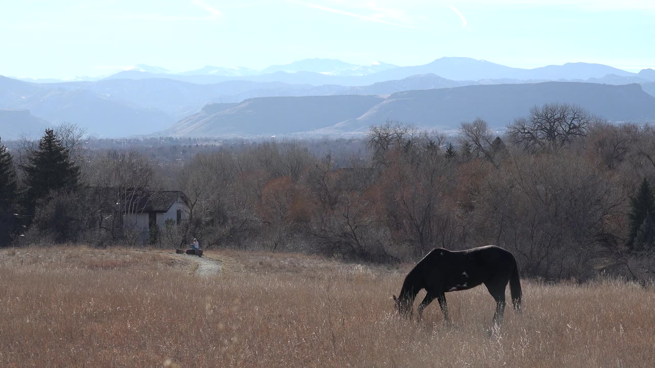 The horse keeps its head down in the foreground grass near Arvada, Colorado, while leafless trees and muted mountain ridges fill the background.