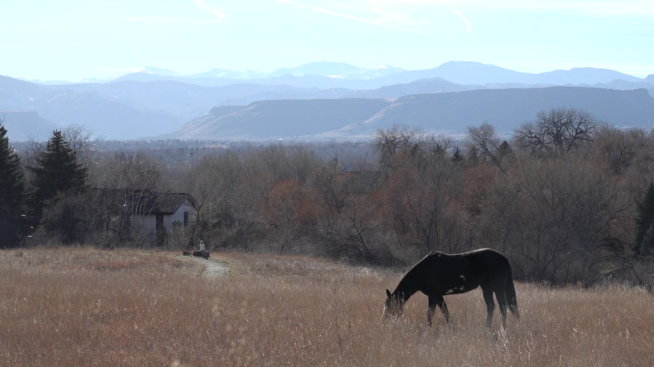 At 0:01, the dark horse keeps its head down in the dry grass, with the Arvada, Colorado tree line and layered hills filling the background and no visible people.