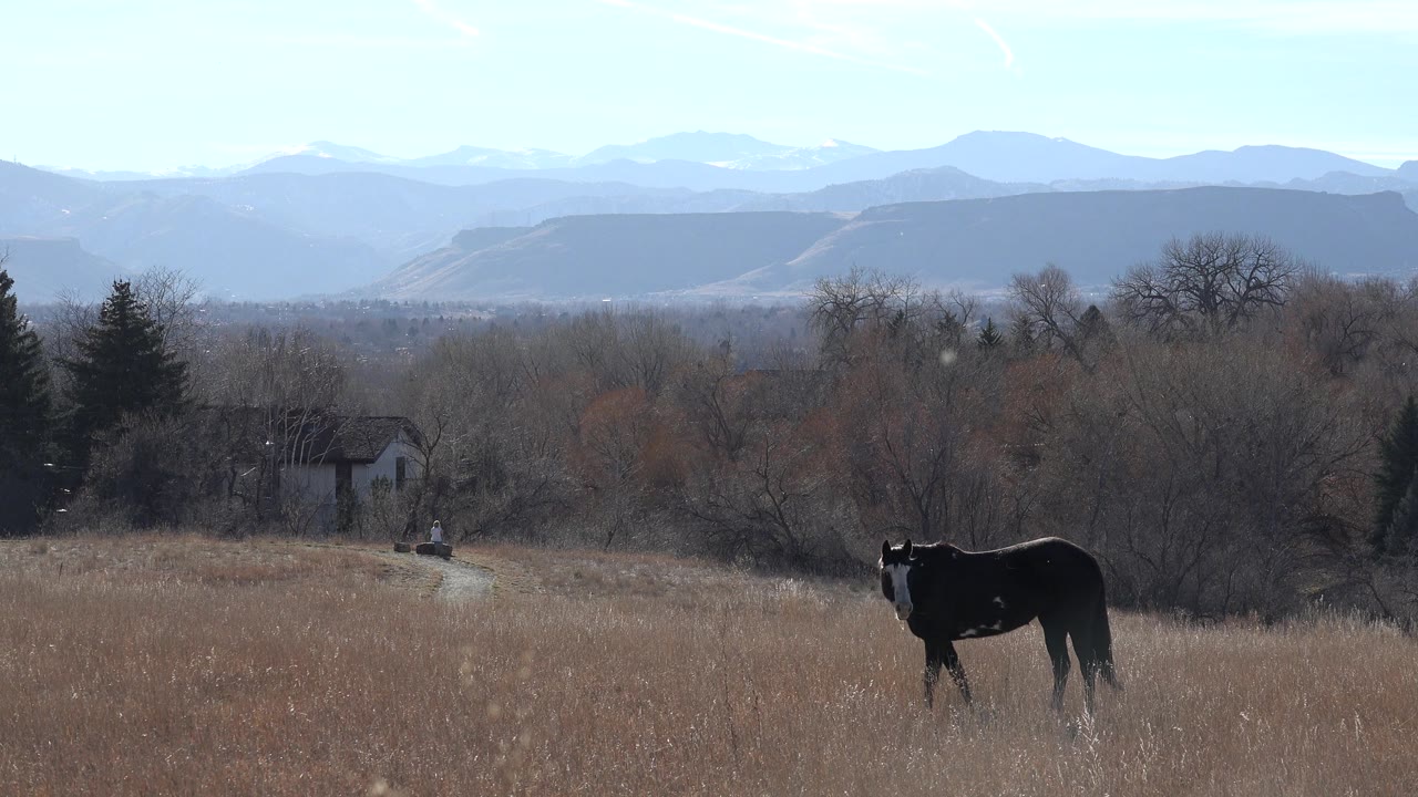 Dark horse in tall grass with trees and mountains behind it