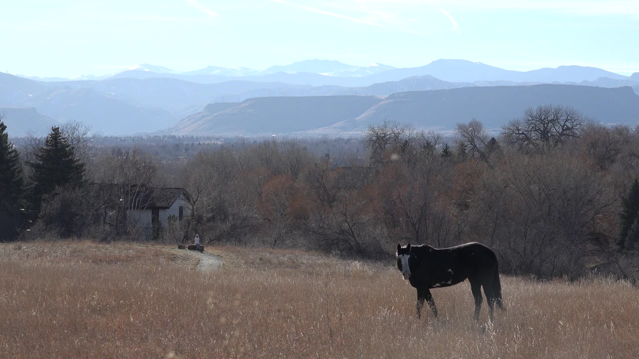 The horse remains upright in the tall grass in Arvada, Colorado, set against bare trees, a small distant structure, hazy mountains, and no visible people.