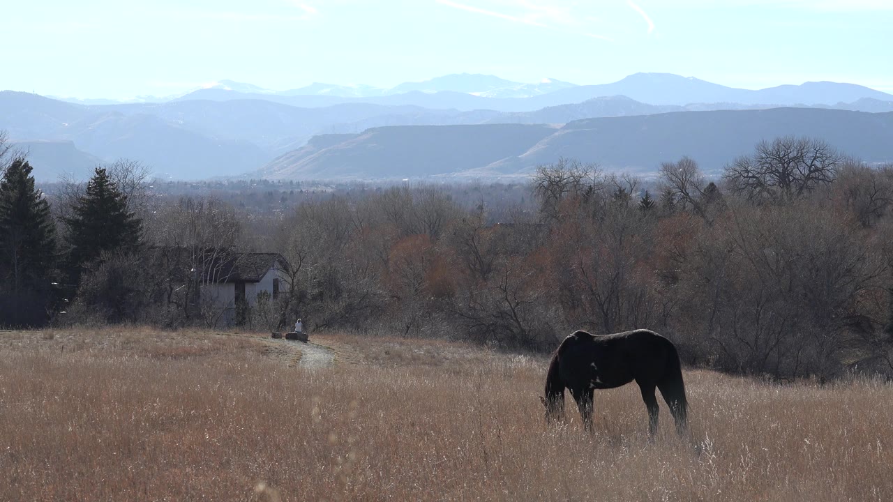 Dark horse grazing in a pasture with distant mountains.