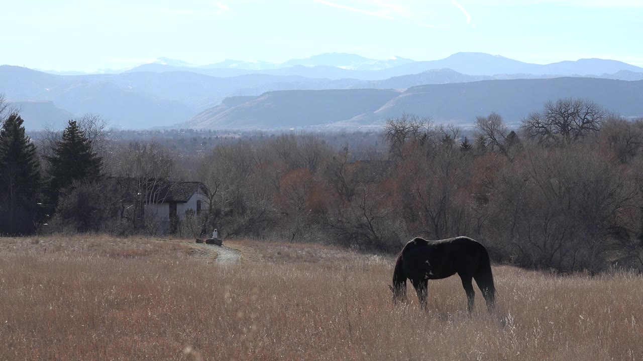 The horse remains grazing in the lower pasture in Arvada, Colorado, with the small house partly visible through trees and no visible people.