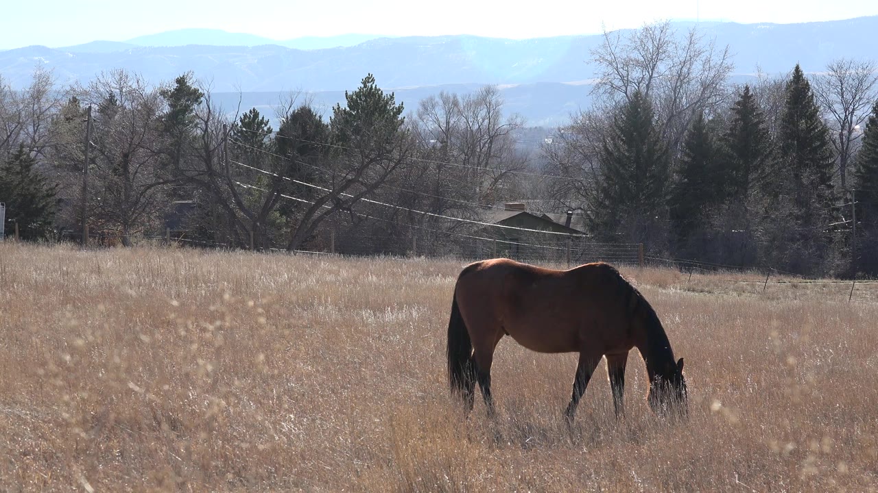 Dark horse grazing in dry prairie grass with trees and mountains behind it.