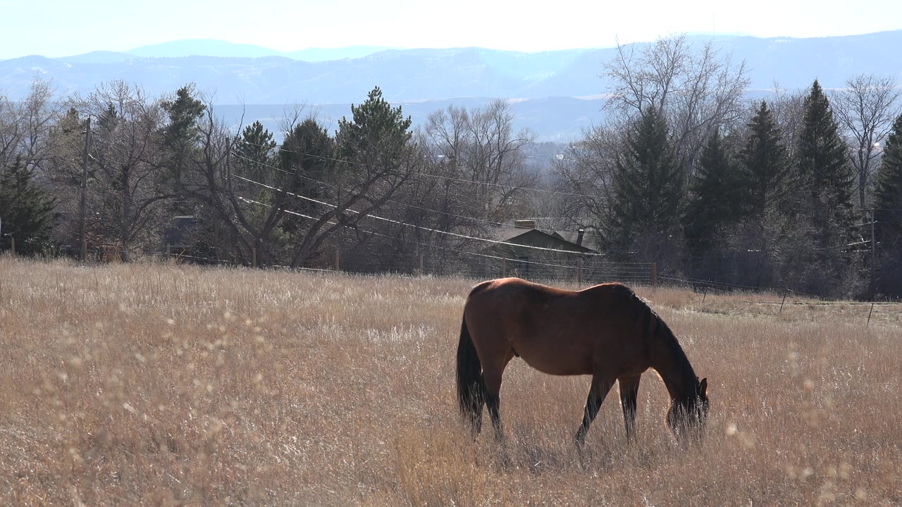 Brown horse grazing in a dry grass field with trees and hills behind it.