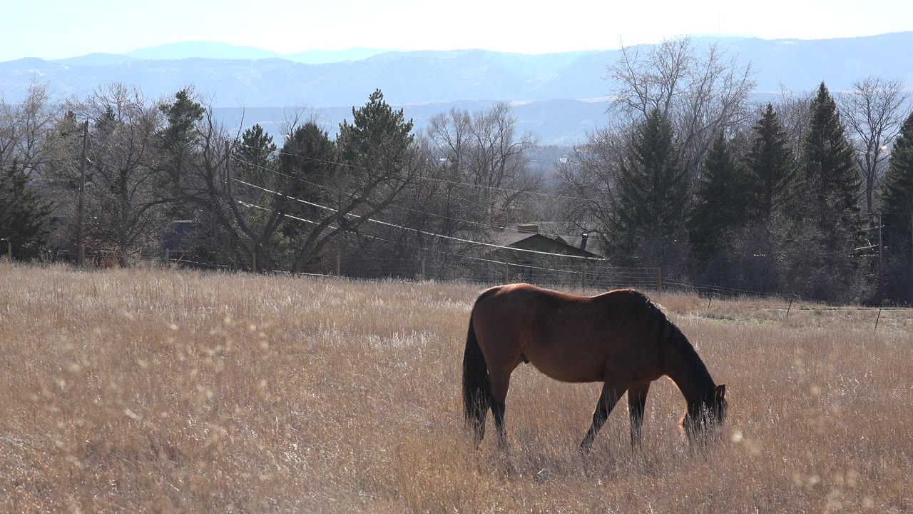 A brown horse grazes with its head down in a dry field near bare trees and distant hills in Arvada, Colorado, with no visible people.