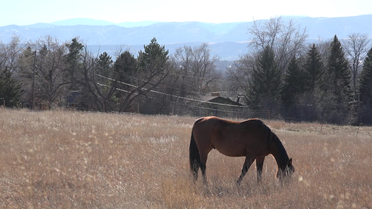 Horse grazing beside a tree line and distant hills